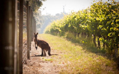Un canguro entre viñas