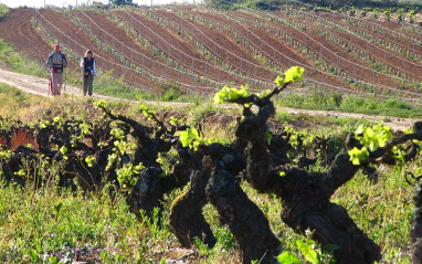 El Camino de Santiago atraviesa los viñedos