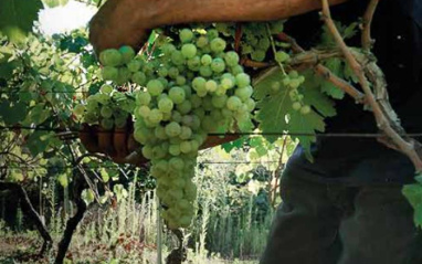 Vendimia de uva blanca