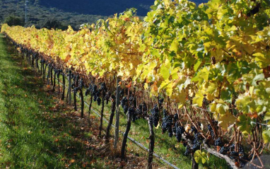 Detalle de los viñedos en otoño
