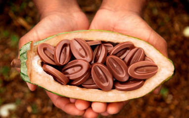 Chocolates terminados sobre media haba de cacao