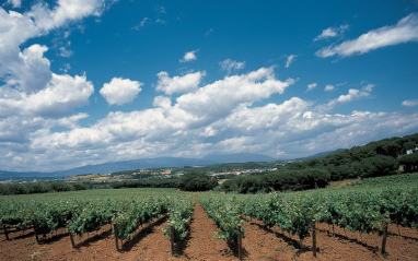 Vista de una parte de las 200 hectáreas de viñedo de la bodega