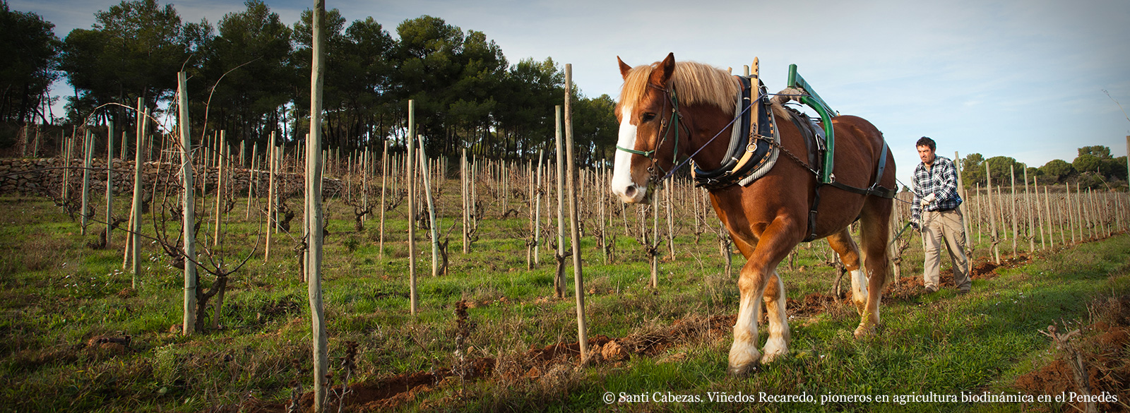 Vinos Eco-friendly: buenos para ti y buenos para el planeta