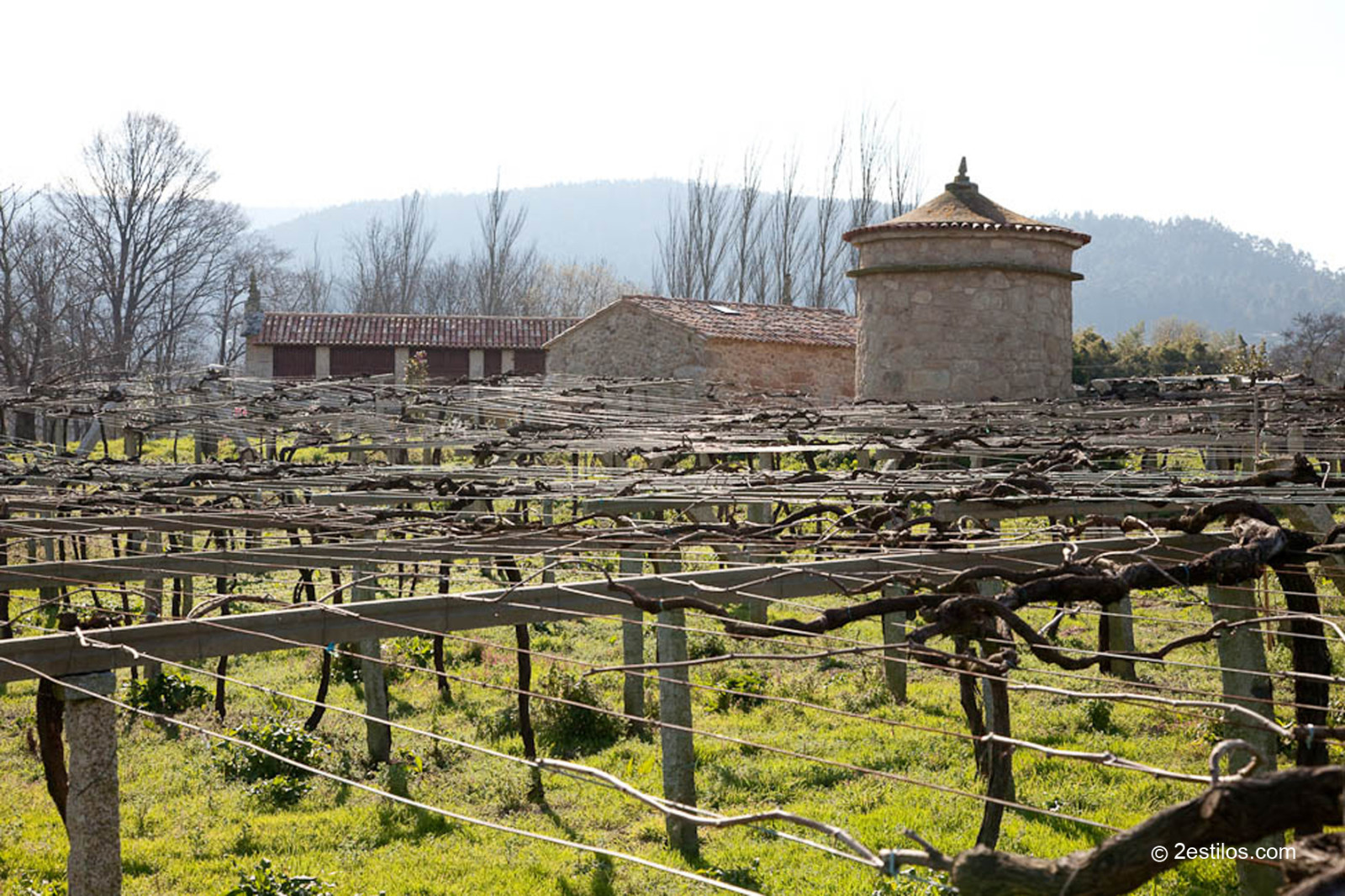 El enólogo detrás del éxito de Bodegas Zarate