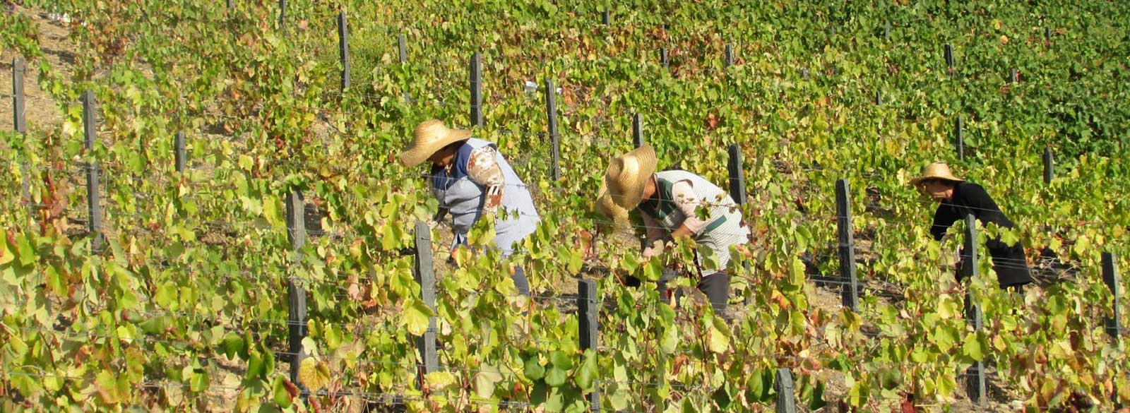 Portugal, el país de las 500 variedades de uva