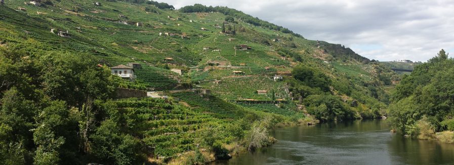 Nuevos vinos gallegos del Club Vignerons