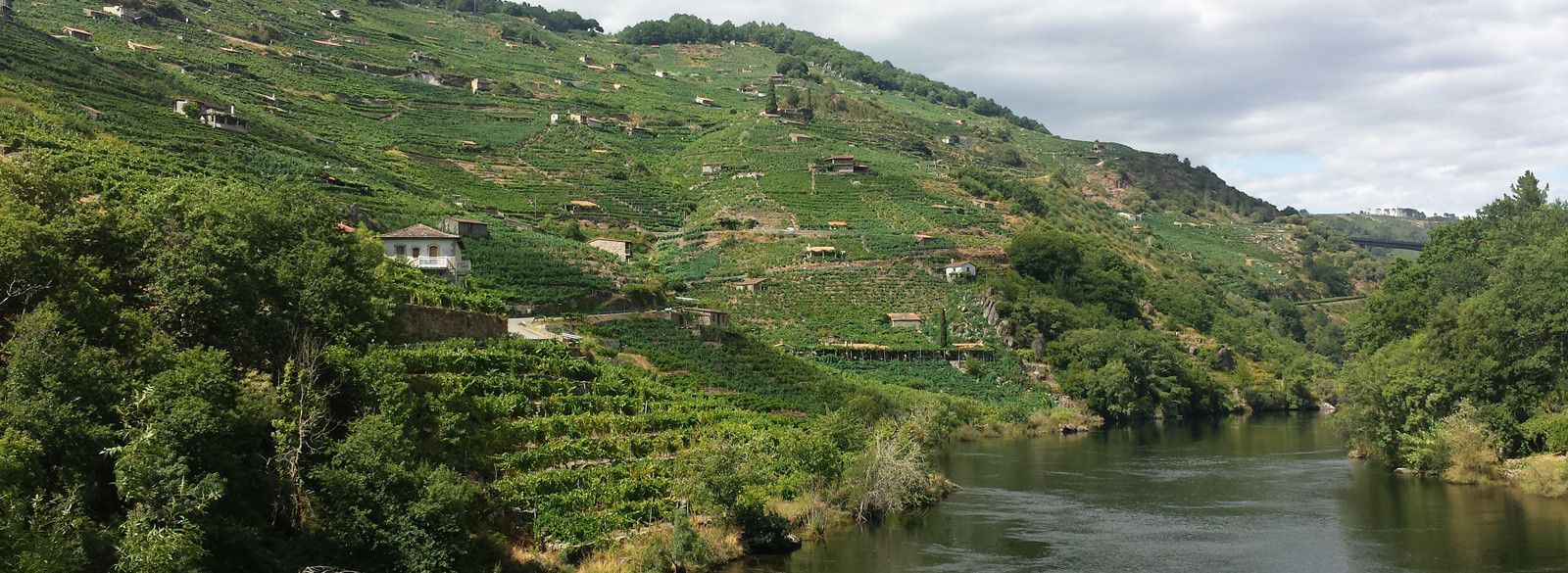 Nuevos vinos gallegos del Club Vignerons