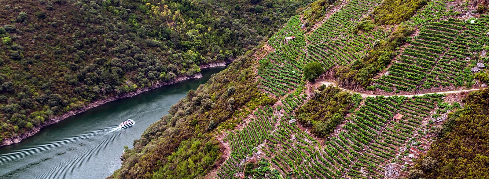 Los tintos de Ribeira Sacra