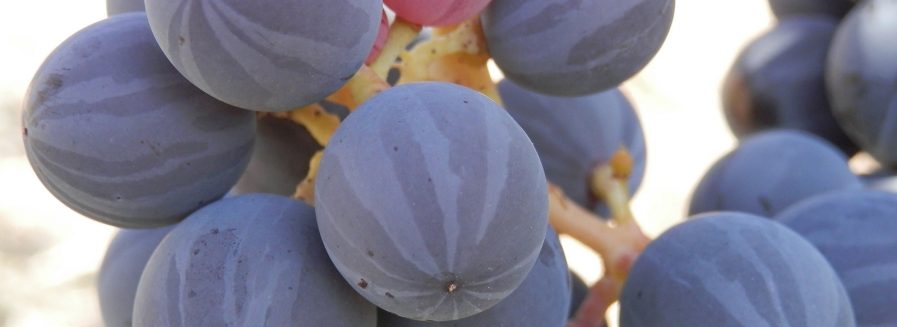 La Melonera: una uva singular que habita en Ronda