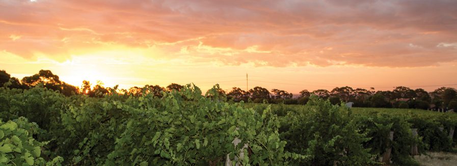 Breve historia de la viticultura en Australia