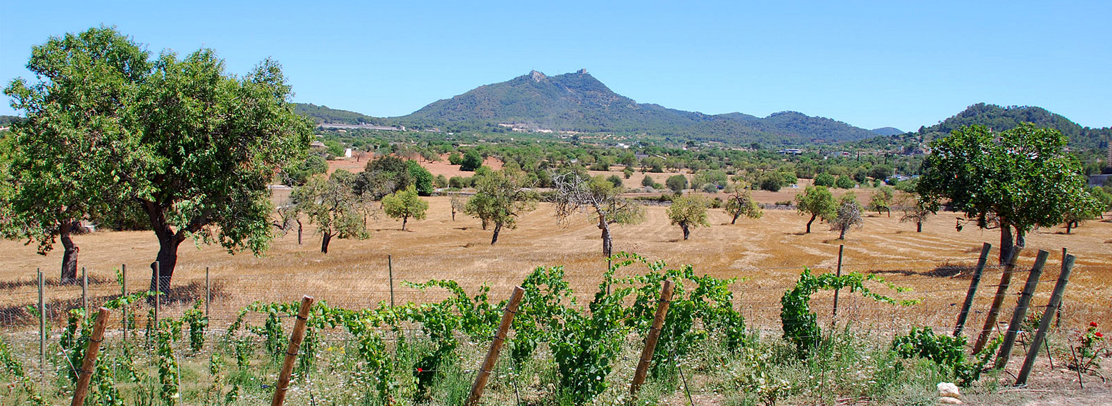 Mallorca, un tesoro de uvas autóctonas