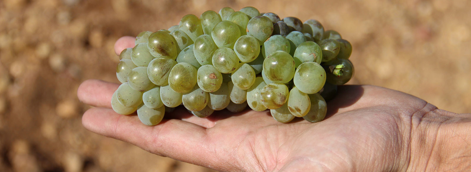 Malcorta, la verdejo más indomable