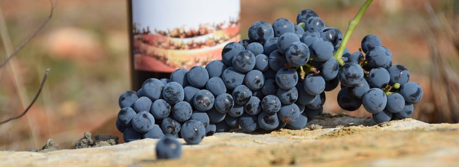 Descubrir la Cabernet franc en 9 vinos españoles