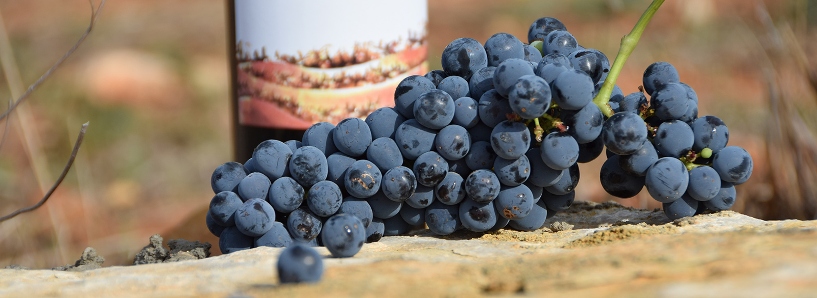 Descubrir la Cabernet franc en 9 vinos españoles