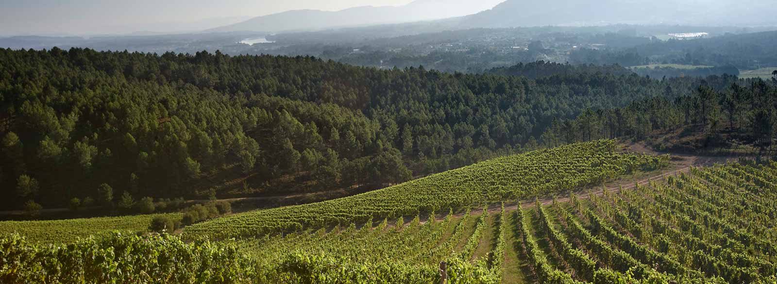 Todo lo que debes saber sobre Rías Baixas