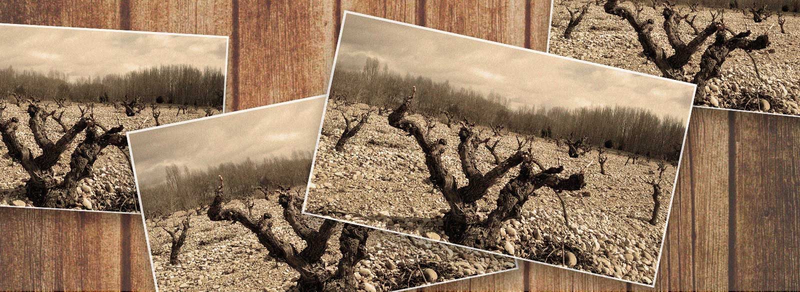 La conexión con la historia de las viñas viejas