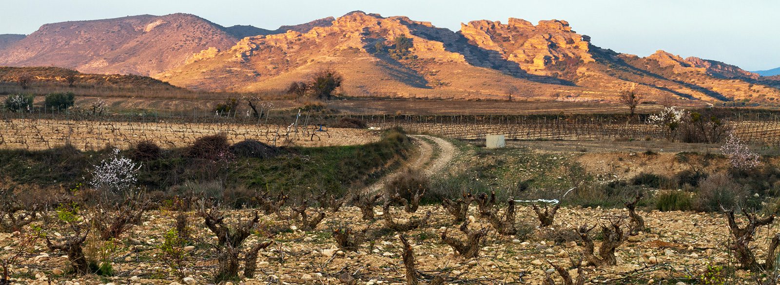 Los vinos de Aragón, Gredos y Navarra que debes tener en tu radar