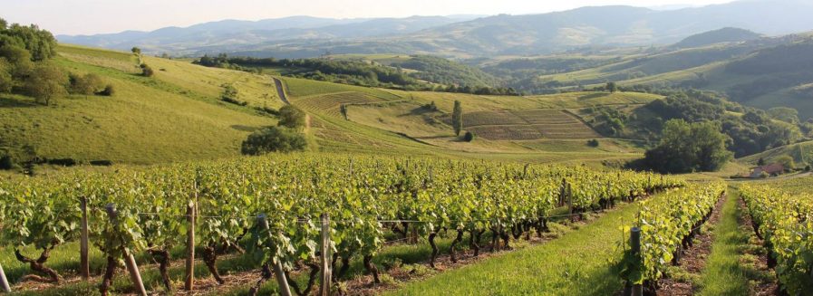 Mâconnais y Beaujolais, donde nacen los vinos más asequibles de Borgoña