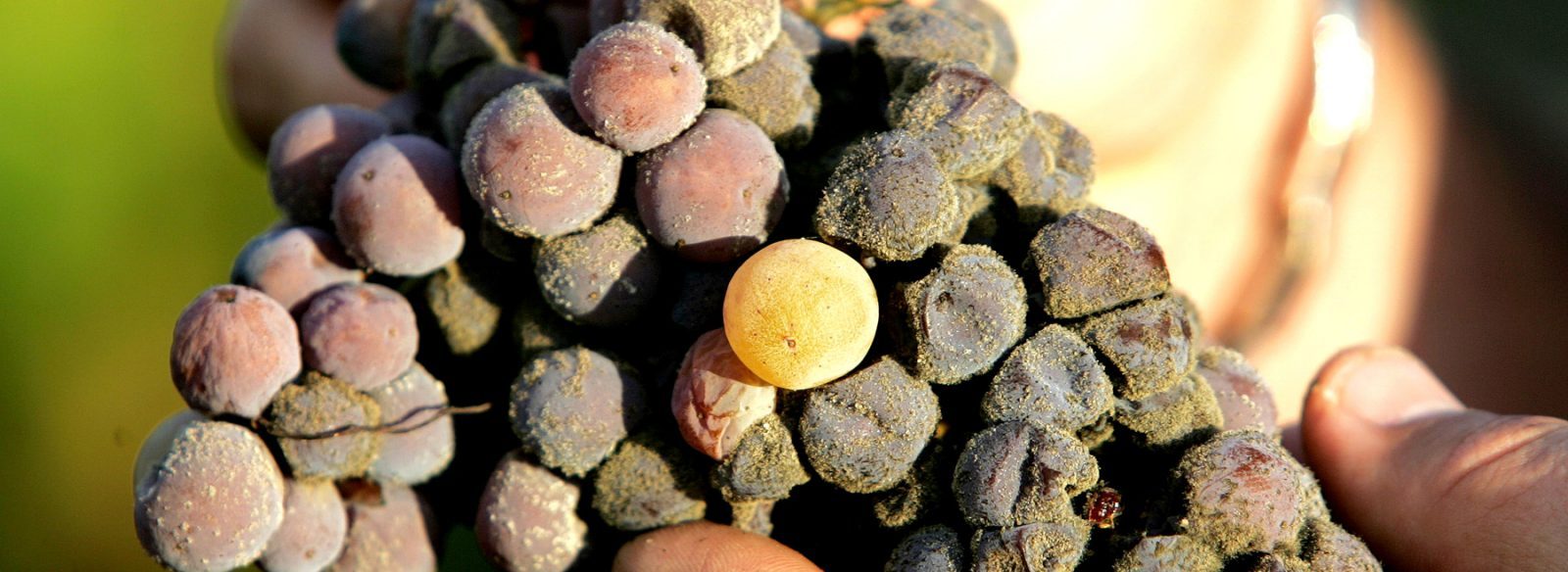 Botrytis: el milagro del defecto hecho virtud