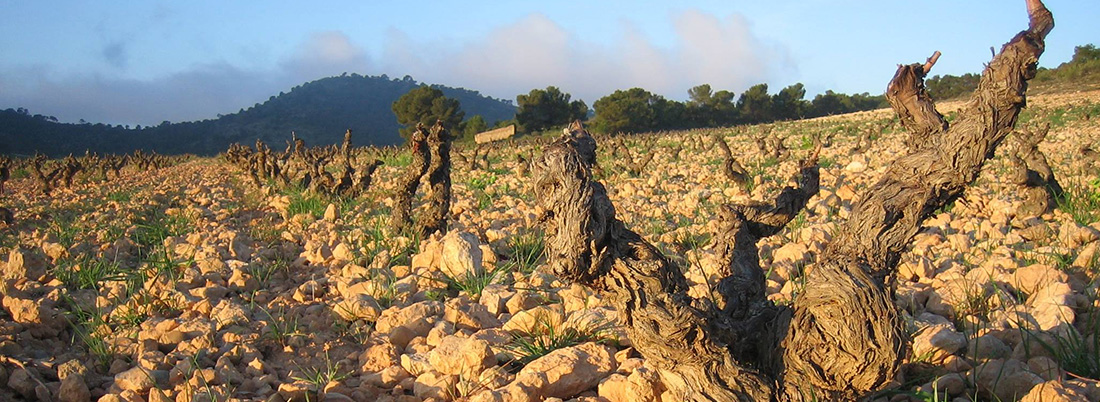 Las mejores puntuaciones Parker del mediterráneo español