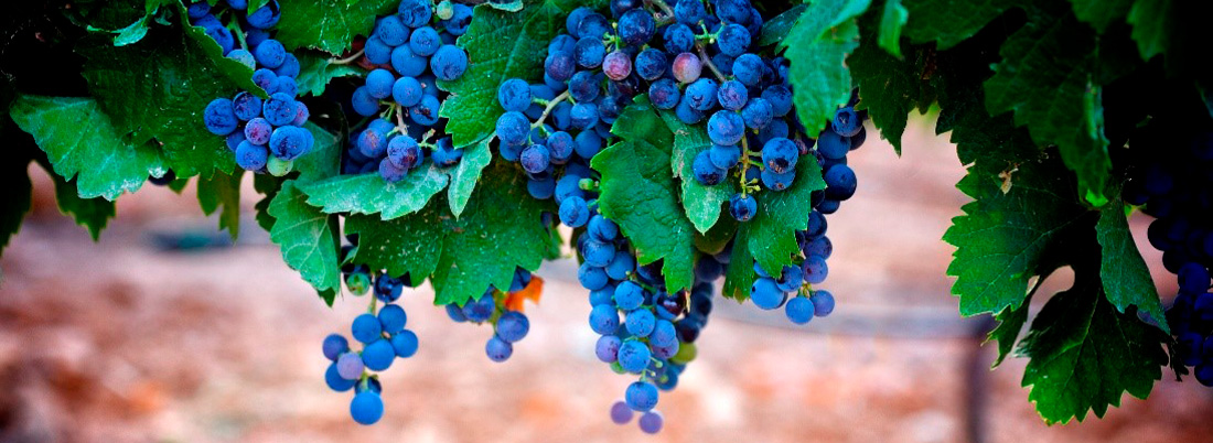 Seis vinos para engancharse a la Garnacha tintorera