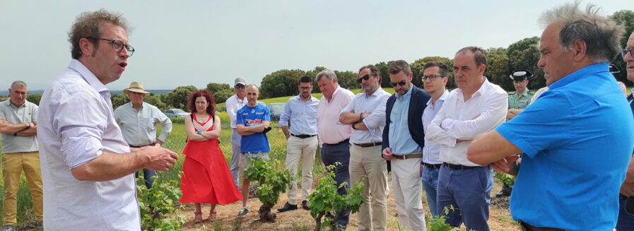 El resurgir de las viñas viejas de Soria