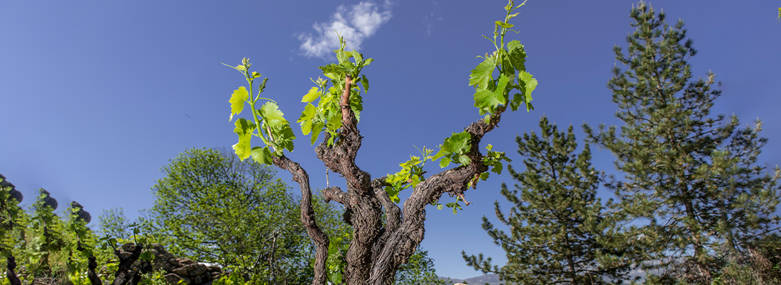 Garnacha: la uva fénix