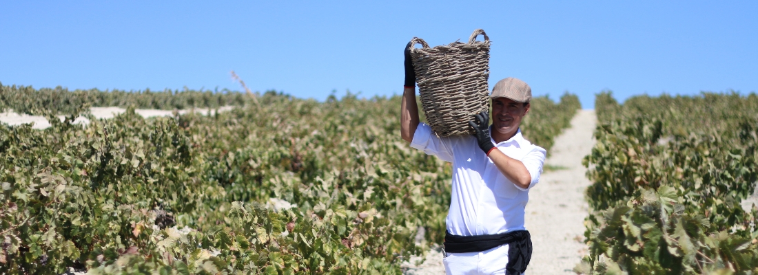 Vinos de pasto según sus elaboradores