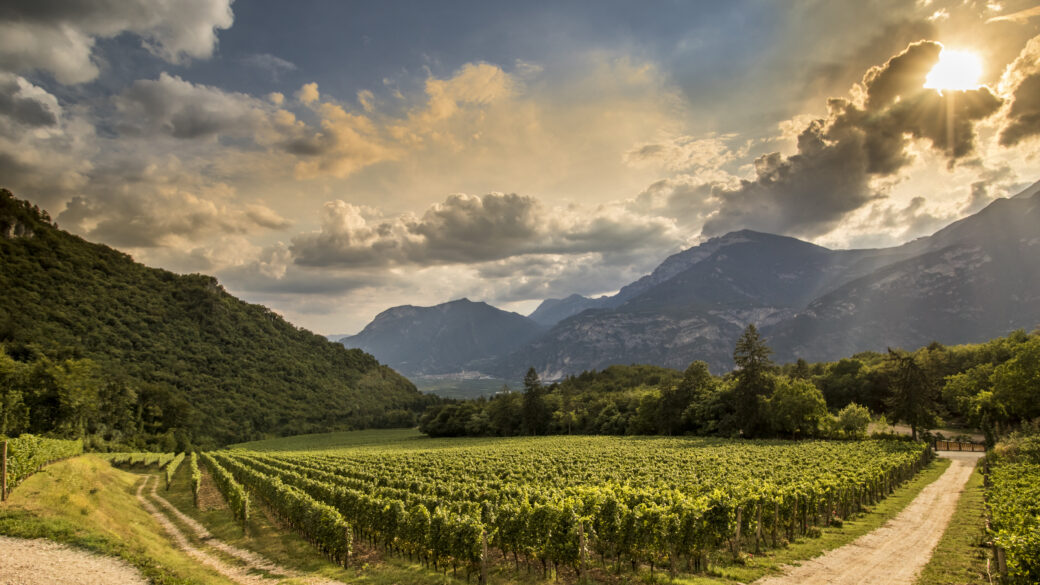 Ferrari Trento Viñedo Maso Pianizza