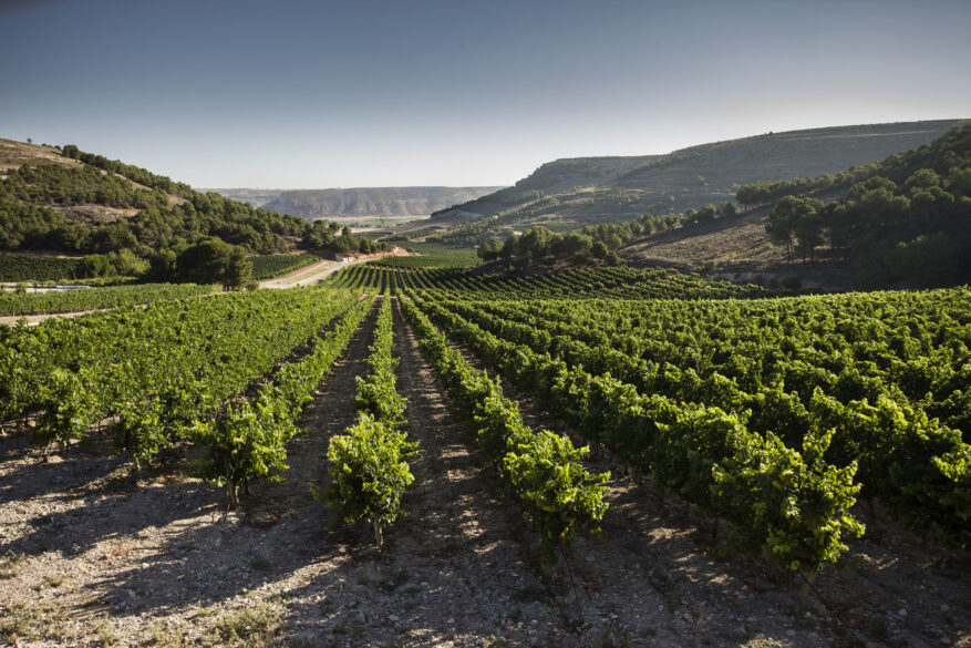 Bodega y viñedo de Marqués de Vargas