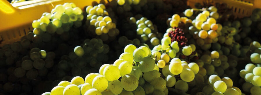 Godello: La blanca que renació del olvido