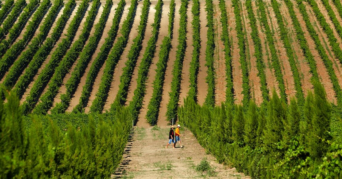 Viñedos de Ktima Gerovassiliou en Epanomi, en el norte de Grecia