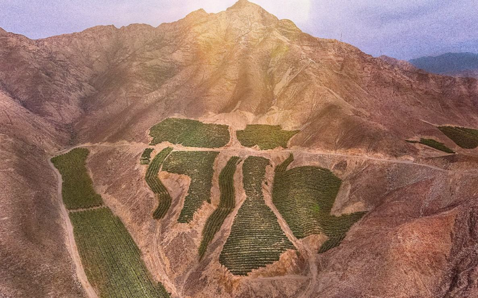 Viñedos en la bodega de la familia Queirolo, en el espectacular valle de Ica (Perú).