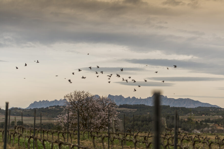 Viñedo de Raventós i Blanc. Foto de Javier Luego