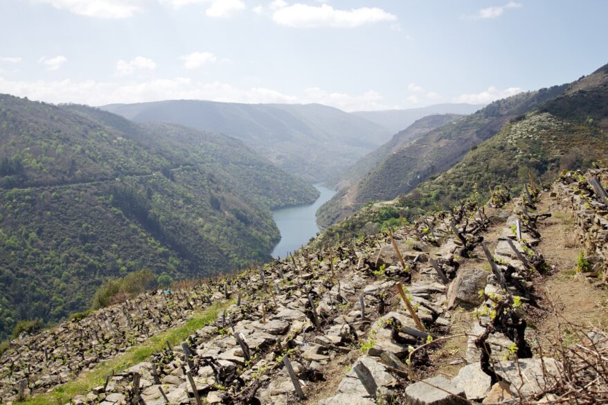 Vista de la viña vertical de Guímaro (Ribeira Sacra)