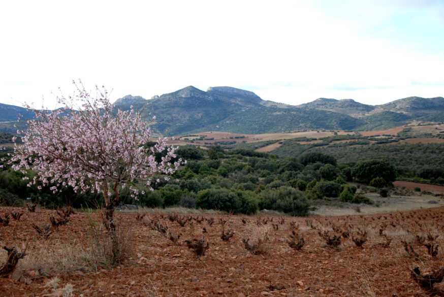 Cepas en vaso cultivadas por Javier Gil Pejenaute.