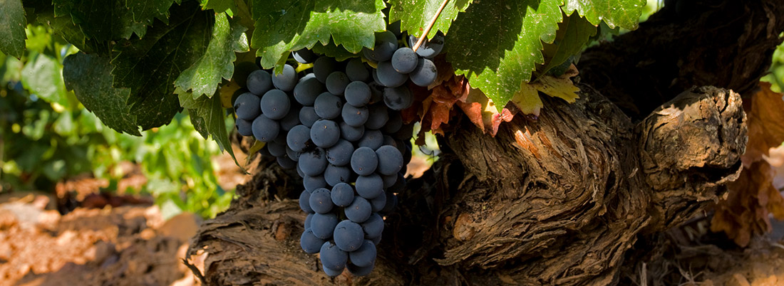 Garnachas históricas de Campo de Borja, un tesoro que cuidar