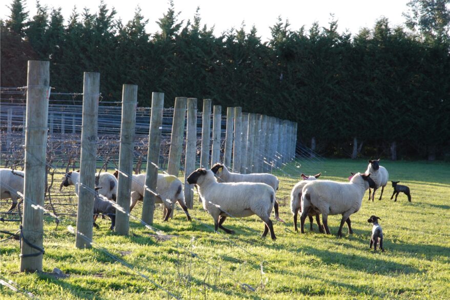 Ovejas en medio de las hileras de viñedo de Ata Rangi