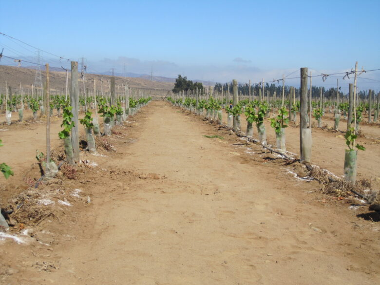 Viñedos en el desierto de Atacama, de Viña Ventiquero