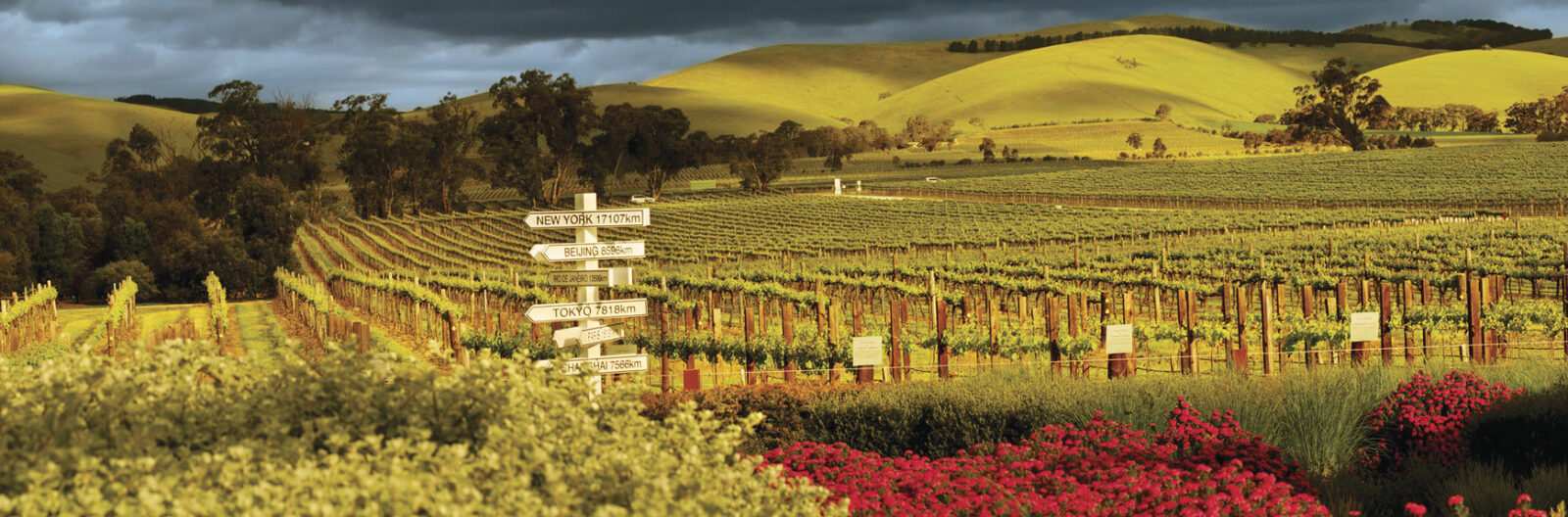 Viñedo en Australia perteneciente a la bodega Penfolds con un letrero en medio indicando las distancias a diferentes puntos del globo.