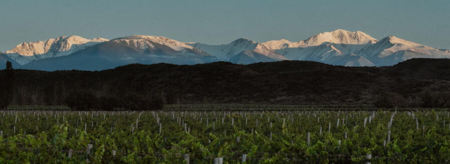 Guía para iniciarse en los vinos del Nuevo Mundo