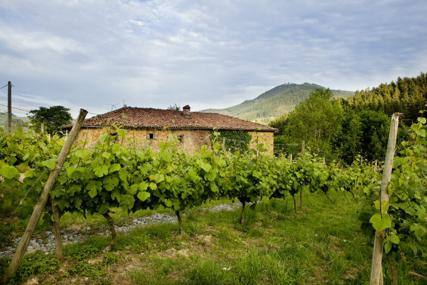 Txakoli: bodega y viñedo de Astobiza en Álava