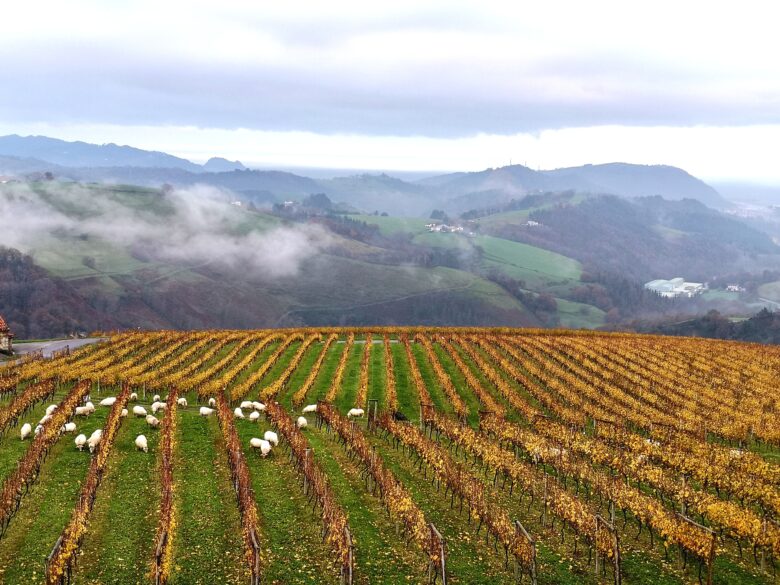 Txakoli: ovejas pastando en el viñedo de la bodega K5 en Getaria