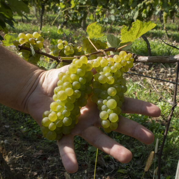 Txakoli: racimo de uvas de Hondarrabi zuri en Gorka Izagirre