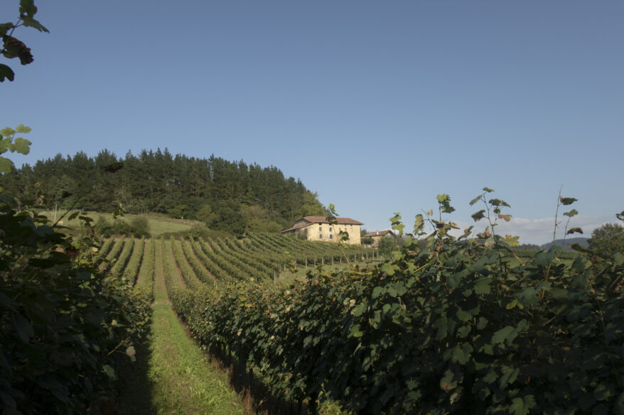 Txakoli: viñedo y bodega de Gorka Izagirre en Bizkaia