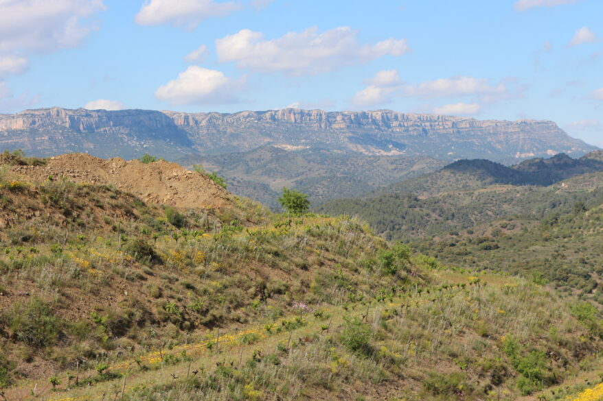 Priorat para principiantes: Finca Clos Mogador con la sierra del Montsant de fondo