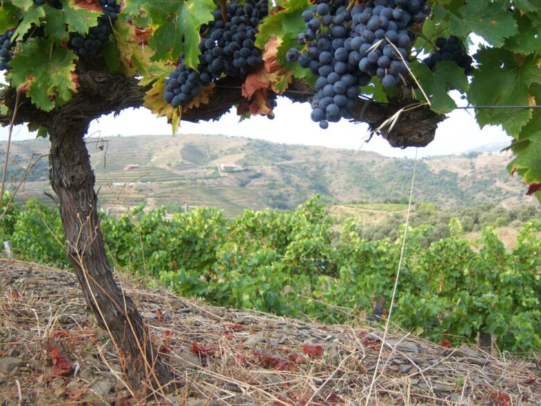 Priorat para principiantes: cepas de Garnacha de Finca Escurcons de Mas Martinet
