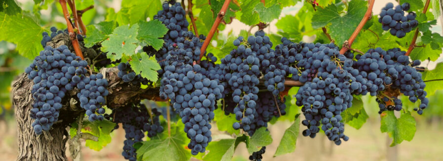 Syrah, la tinta indomable que aprendió mil idiomas
