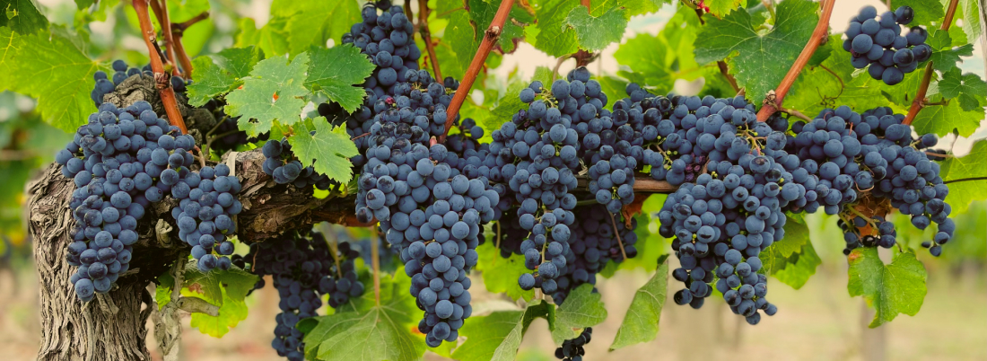 Syrah, la tinta indomable que aprendió mil idiomas