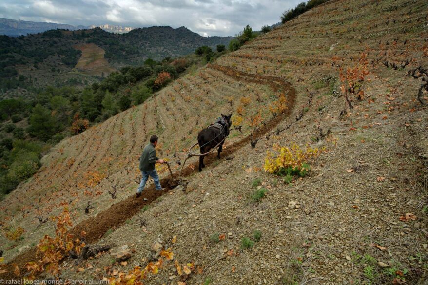 Priorat para principiantes: arado con mula de un coster en el viñedo de Terroir al Limit en Torroja